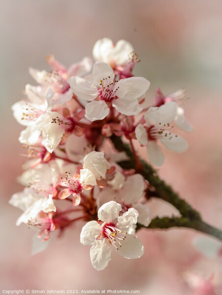 spring blossom  Picture Board by Simon Johnson