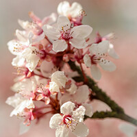 Buy canvas prints of spring blossom  by Simon Johnson