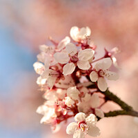 Buy canvas prints of Spring Blossom  by Simon Johnson