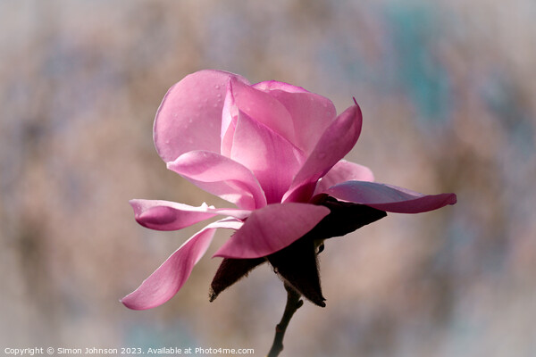 Magnolia flower Picture Board by Simon Johnson