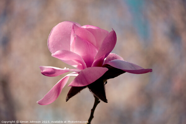 Magnolia flower  Picture Board by Simon Johnson