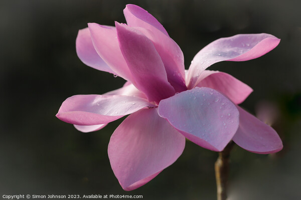 Magnolia Flower  Picture Board by Simon Johnson