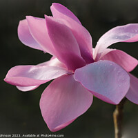 Buy canvas prints of Magnolia Flower  by Simon Johnson