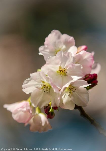 spring Cherry blossom  Picture Board by Simon Johnson