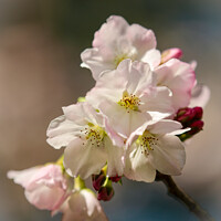 Buy canvas prints of spring Cherry blossom  by Simon Johnson