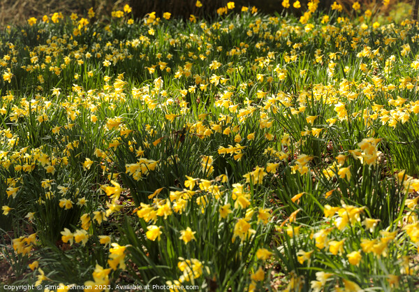 Outdoor field of daffodils  Picture Board by Simon Johnson