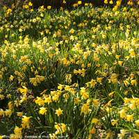 Buy canvas prints of Outdoor field of daffodils  by Simon Johnson