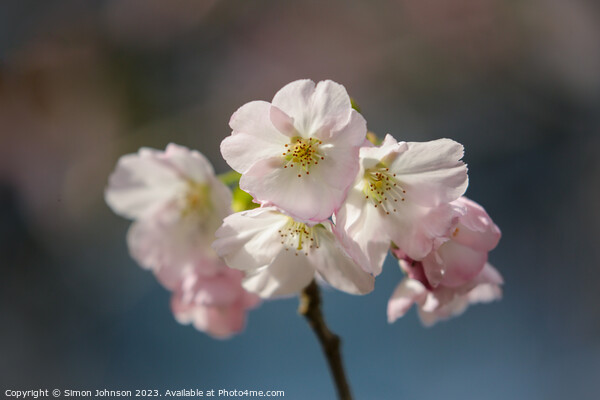 sunlit spring Cherry Blossom Picture Board by Simon Johnson