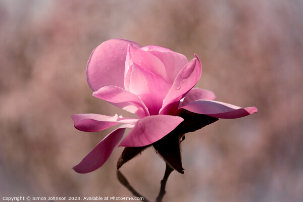 sunlit magnolia  flower Picture Board by Simon Johnson