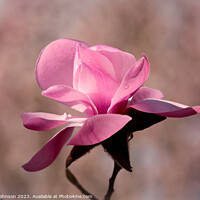Buy canvas prints of sunlit magnolia  flower by Simon Johnson