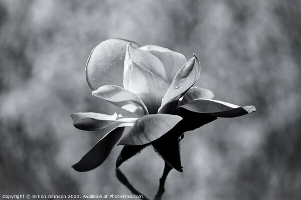 magnolia in monochrome  Picture Board by Simon Johnson