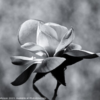 Buy canvas prints of magnolia in monochrome  by Simon Johnson