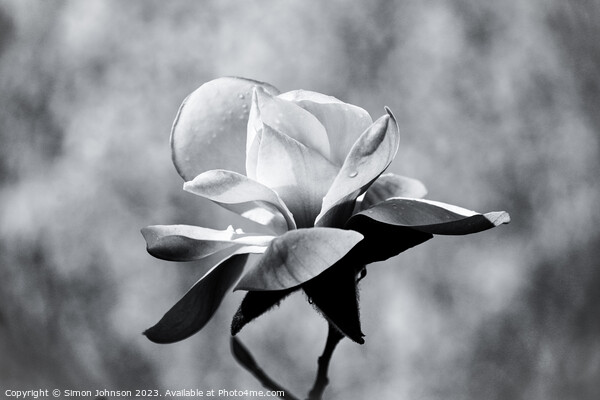 Magnolia monochrome  Picture Board by Simon Johnson