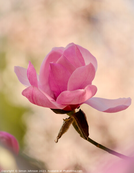 Magnolia  flower Picture Board by Simon Johnson