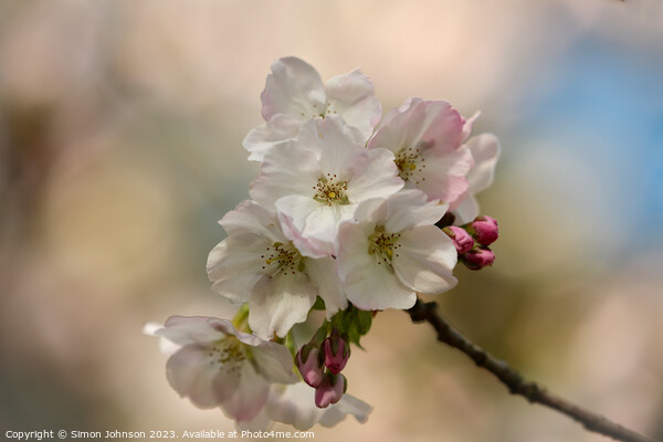 Spring Cherry blossom  Picture Board by Simon Johnson