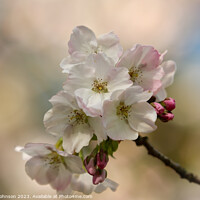 Buy canvas prints of Spring Cherry blossom  by Simon Johnson