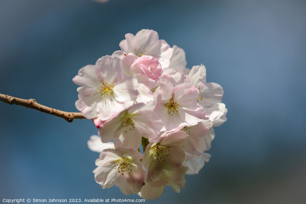 White Cherry blossom  Picture Board by Simon Johnson