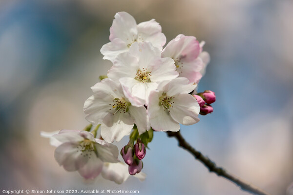 Spring blossom  Picture Board by Simon Johnson