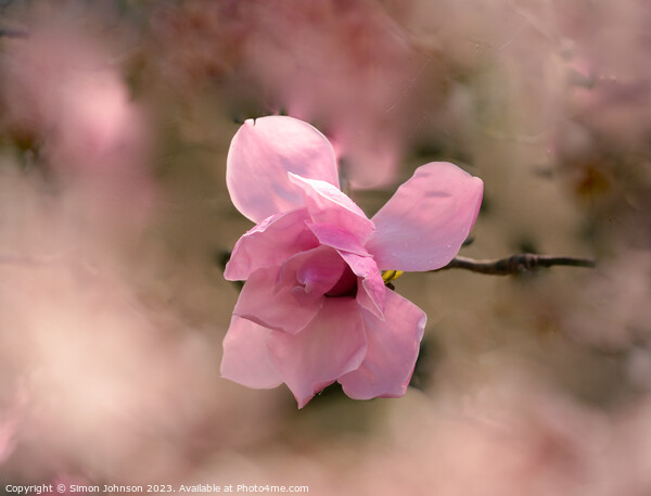 Pink magnolia flower  Picture Board by Simon Johnson