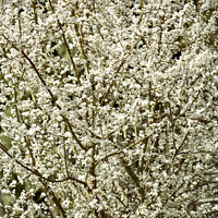 Buy canvas prints of Blossom explosion  by Simon Johnson