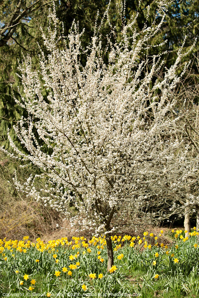 Cherry tree and Daffodils  Picture Board by Simon Johnson