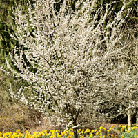 Buy canvas prints of Cherry tree and Daffodils  by Simon Johnson