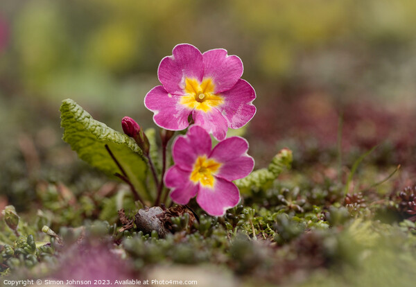 Primrose flowers Picture Board by Simon Johnson