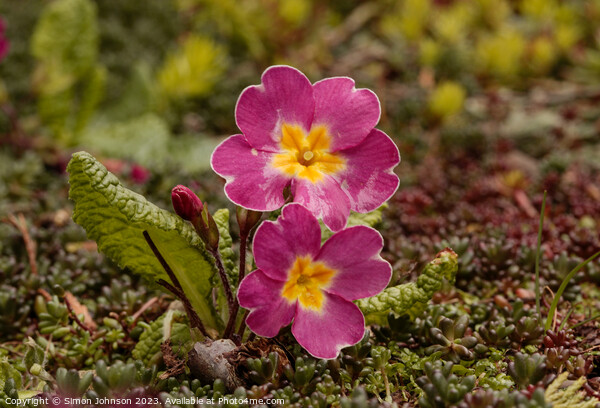 Pair of primroses Picture Board by Simon Johnson