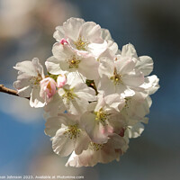 Buy canvas prints of White Cherry Blossom  by Simon Johnson