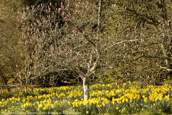 Daffodils and magnolias  Picture Board by Simon Johnson
