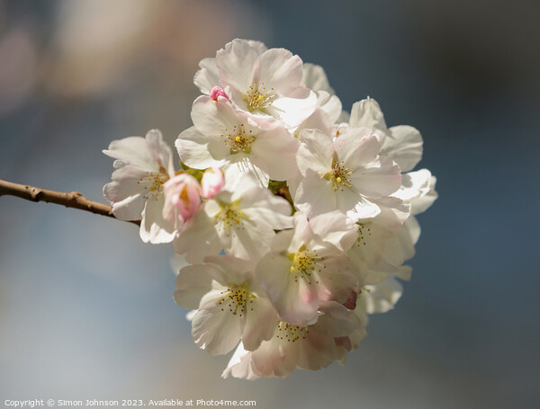 Cherry Blossoms  Picture Board by Simon Johnson