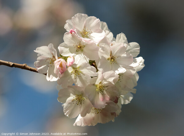Spring Blossom  Picture Board by Simon Johnson
