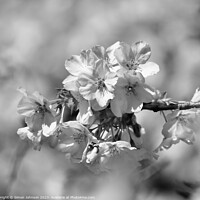 Buy canvas prints of Cherry Blossom monochrome  by Simon Johnson
