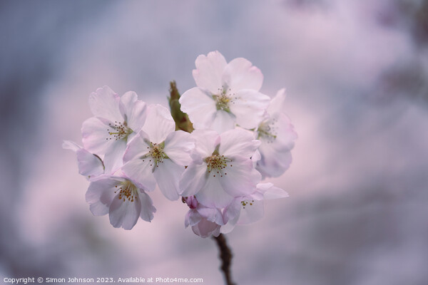 Cherry Blossom Picture Board by Simon Johnson