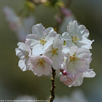 Buy canvas prints of Cherry blossom  by Simon Johnson