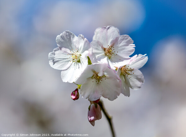 Cherry blossom  Picture Board by Simon Johnson