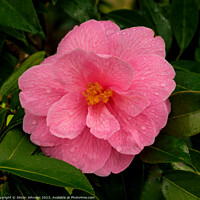 Buy canvas prints of Camellia flower by Simon Johnson