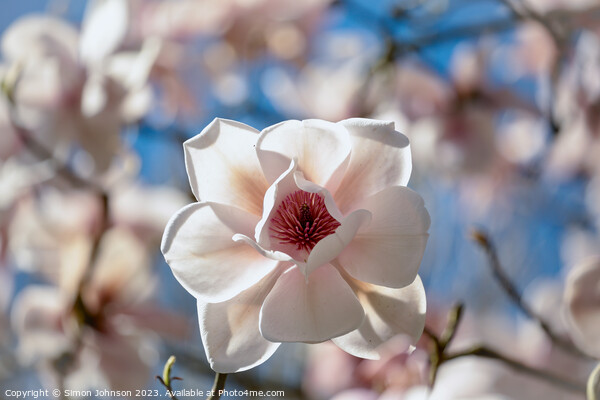 Magnificent Magnolia Picture Board by Simon Johnson