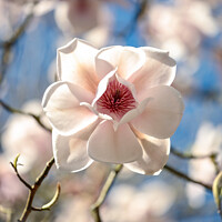 Buy canvas prints of sunlit magnolia flower by Simon Johnson
