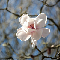 Buy canvas prints of Magnolia flower by Simon Johnson