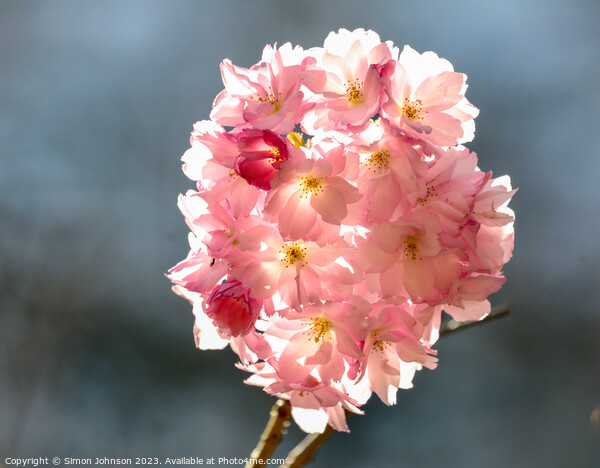 sunlit Cherry blossom Picture Board by Simon Johnson