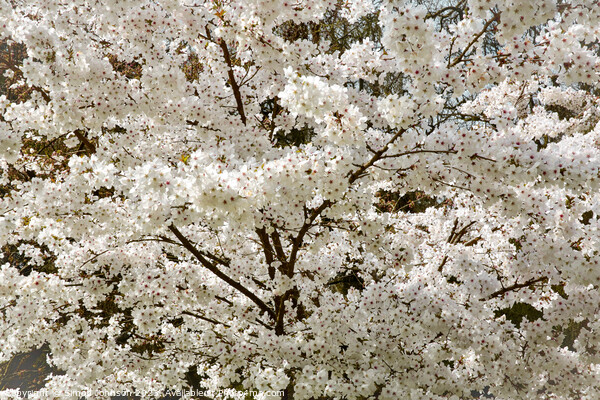 The Bride  Cherry Blossom tree Picture Board by Simon Johnson