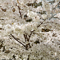 Buy canvas prints of The Bride  Cherry Blossom tree by Simon Johnson