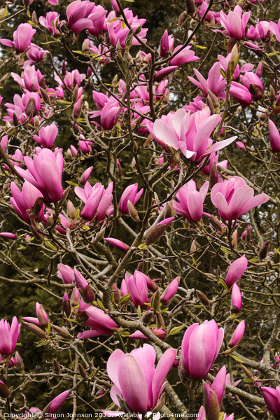 pink magnolia flowers Picture Board by Simon Johnson