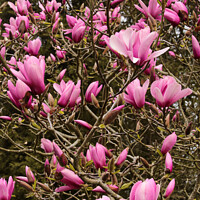 Buy canvas prints of pink magnolia flowers by Simon Johnson