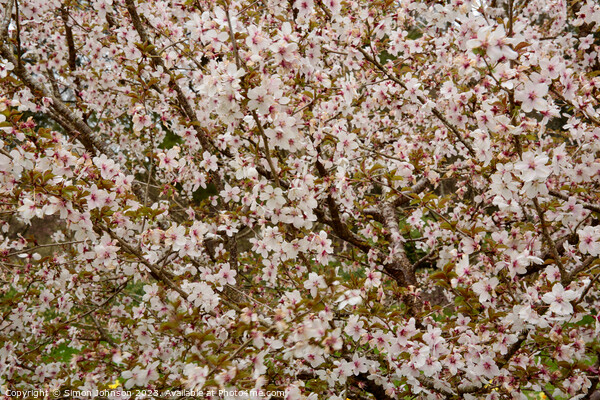 Cherry Blossom Patterns Picture Board by Simon Johnson