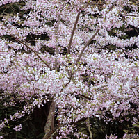 Buy canvas prints of wind blown blossom by Simon Johnson