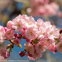 Buy canvas prints of  Sunlit Spring Cherry Blossom by Simon Johnson