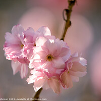 Buy canvas prints of Cherry blossom by Simon Johnson