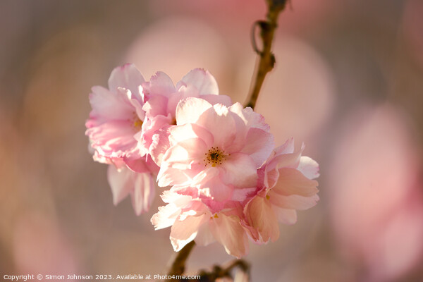 sunlit Cherry blossom  Picture Board by Simon Johnson